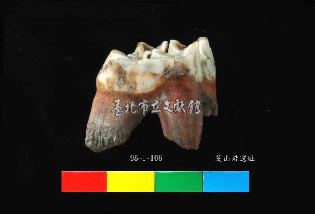 芝山岩文化鹿牙藏品圖，第4張