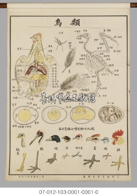 動物分類掛圖藏品圖，第11張
