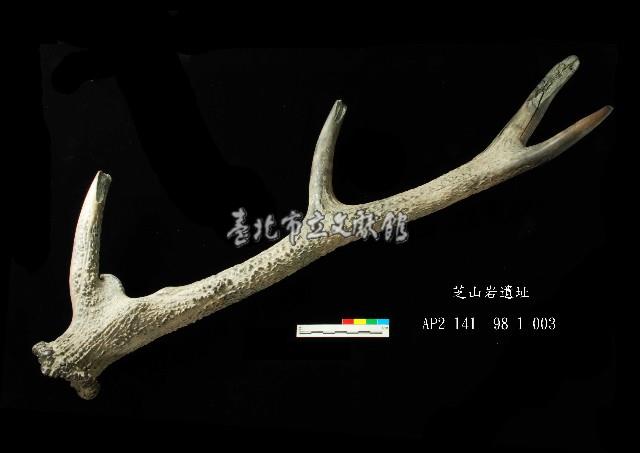 芝山岩文化鹿角藏品圖，第1張