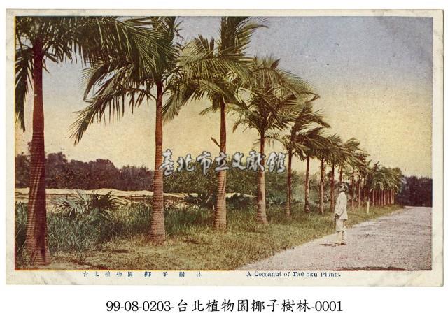臺北植物園椰子樹林藏品圖，第1張