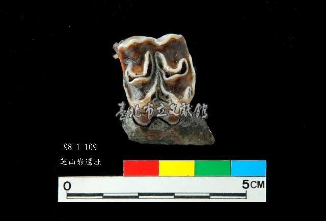 芝山岩文化鹿牙藏品圖，第1張