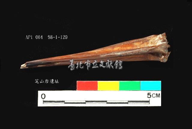 芝山岩文化魚骨藏品圖，第1張