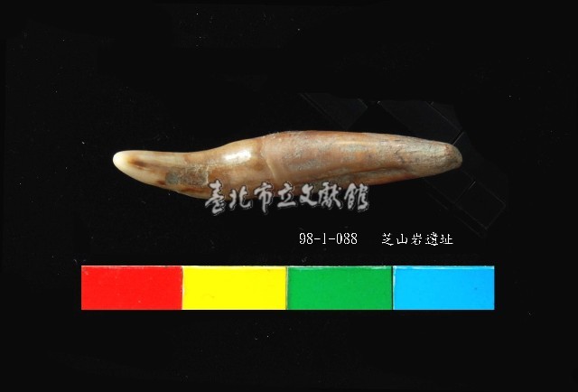 芝山岩文化貓或狗牙藏品圖，第1張
