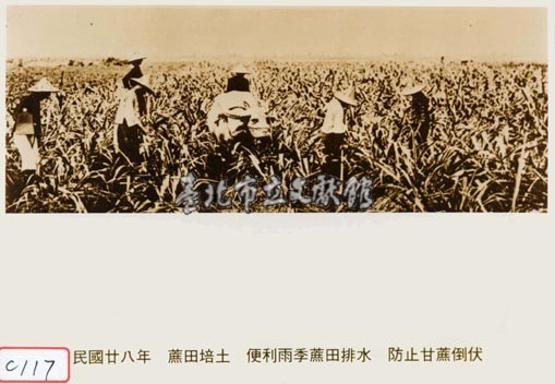 蔗田培土藏品圖，第1張