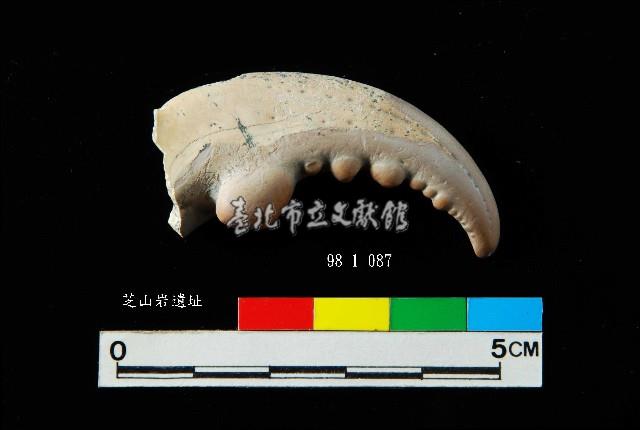 芝山岩文化蟹鉗藏品圖，第1張