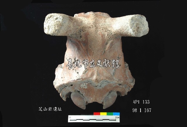 芝山岩文化鹿頭藏品圖，第1張