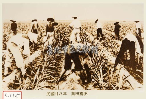 蔗田施肥藏品圖，第1張