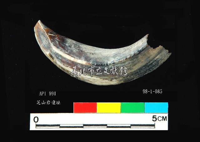 芝山岩文化豬犬齒藏品圖，第1張