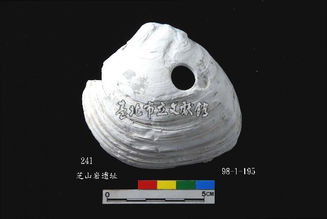 芝山岩文化穿孔大蜆藏品圖，第1張