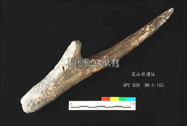 芝山岩文化鹿角藏品圖，第1張