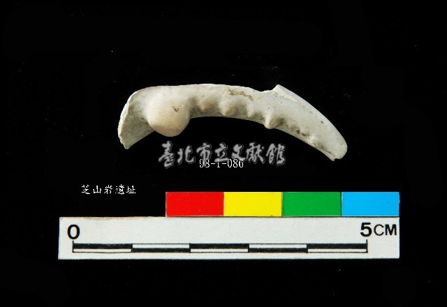 芝山岩文化蟹鉗藏品圖，第1張