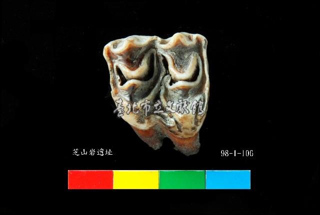 芝山岩文化鹿牙藏品圖，第1張