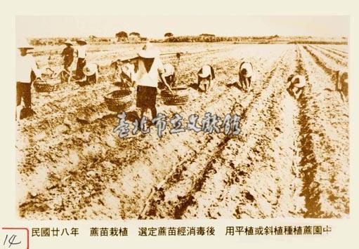 蔗苗栽植藏品圖，第1張