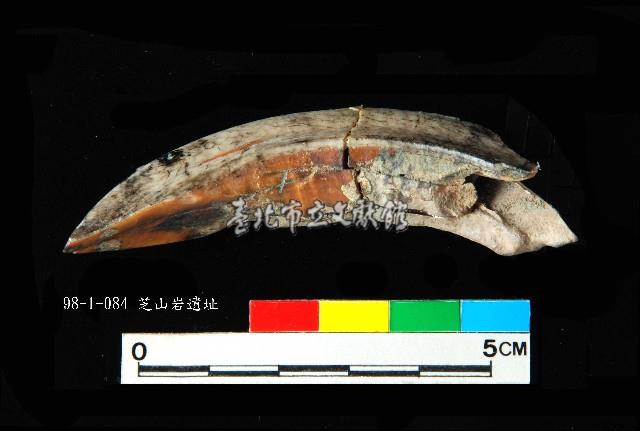 芝山岩文化豬犬齒藏品圖，第1張