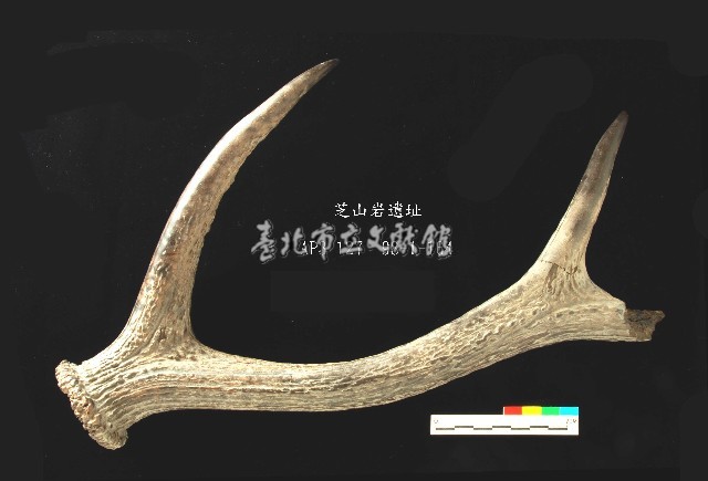 芝山岩文化鹿角藏品圖，第1張