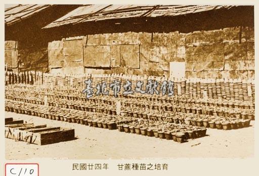 甘蔗種苗之培育藏品圖，第1張