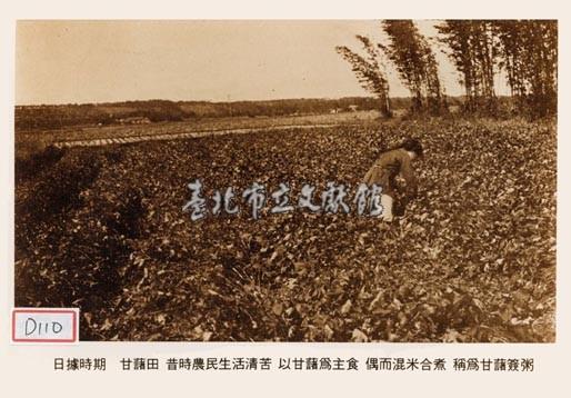 甘藷田 昔時農民生活清苦 以甘藷為主食 偶而混米合煮 稱為甘藷簽粥藏品圖，第1張
