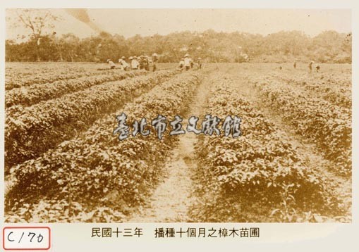 樟目苗圃藏品圖，第1張