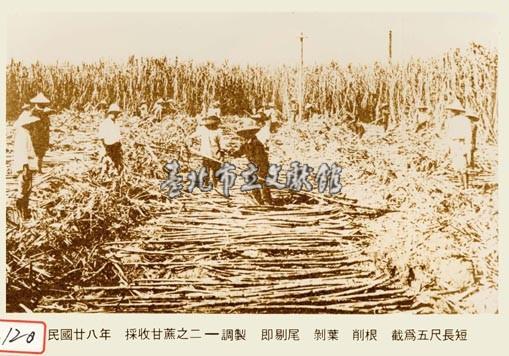 採收甘蔗之二--調製 及剔尾 剝葉 削根 截為五尺長短藏品圖，第1張