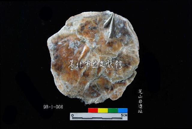 松山層窗貝藏品圖，第1張