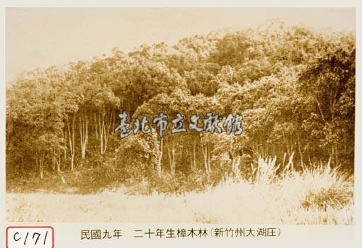 二十年生樟木林藏品圖，第1張