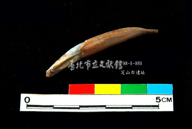 芝山岩文化鹿牙藏品圖，第1張