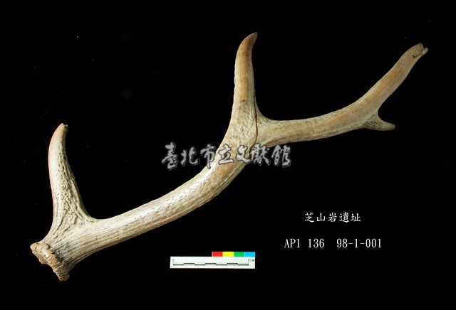 芝山岩文化鹿角藏品圖，第1張