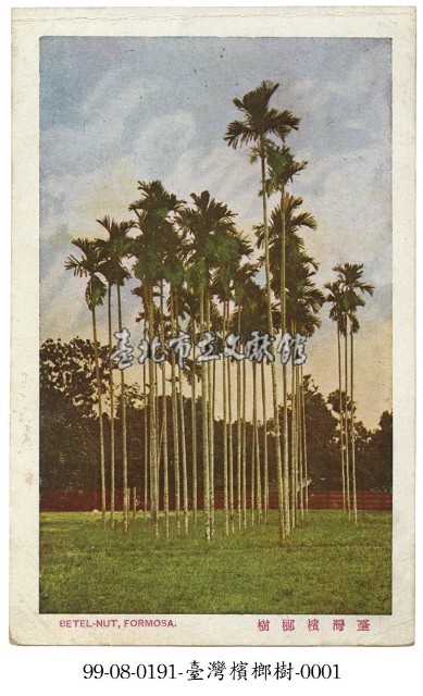 臺灣檳榔樹藏品圖，第1張