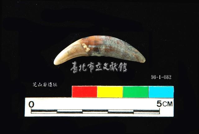 芝山岩文化貓或狗牙藏品圖，第1張