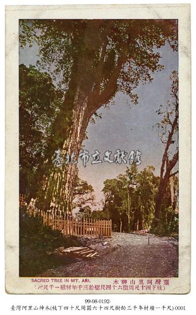 臺灣阿里山神木藏品圖，第1張
