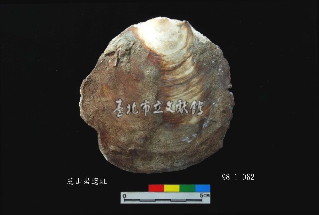 松山層窗貝藏品圖，第1張
