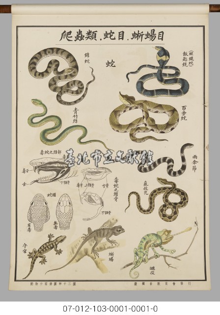 動物分類掛圖藏品圖，第15張