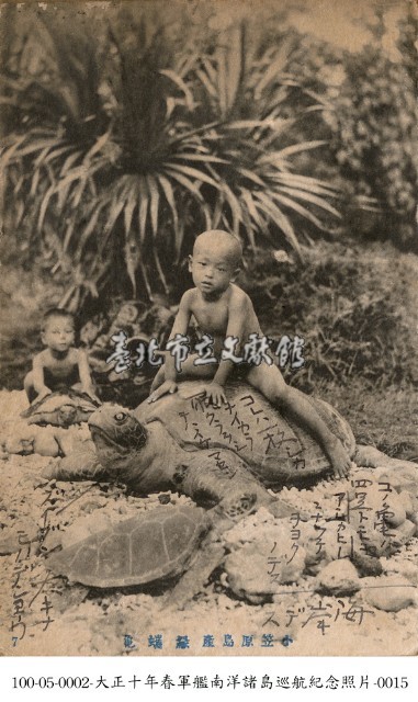 小笠原群島上的綠蠵龜藏品圖，第1張