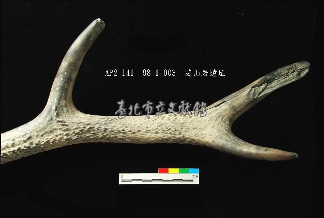 芝山岩文化鹿角藏品圖，第5張