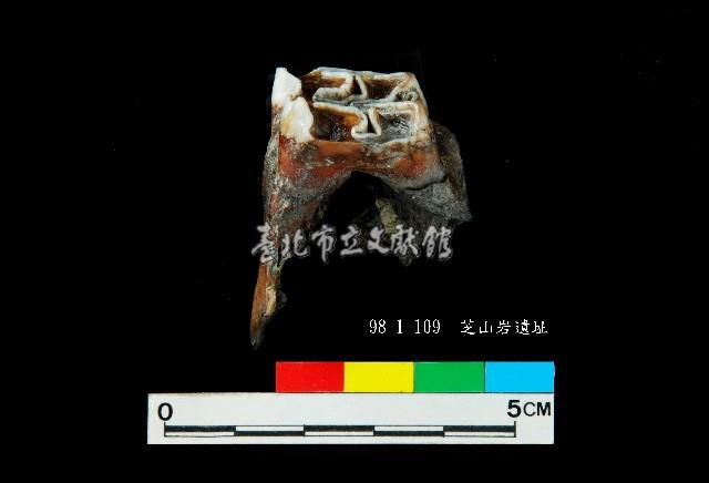 芝山岩文化鹿牙藏品圖，第5張