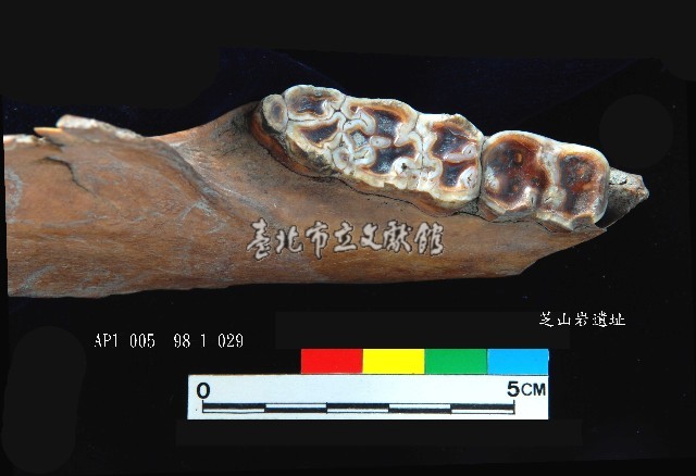 芝山岩文化豬下顎藏品圖，第5張