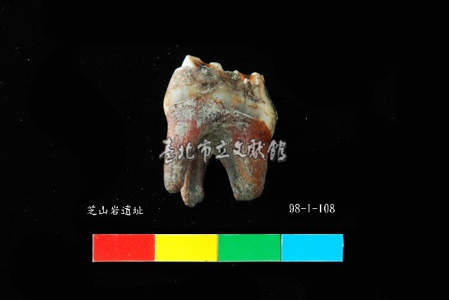芝山岩文化鹿牙藏品圖，第5張