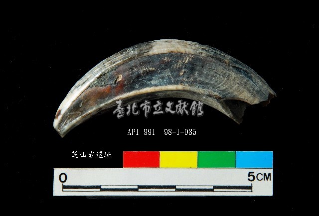 芝山岩文化豬犬齒藏品圖，第5張