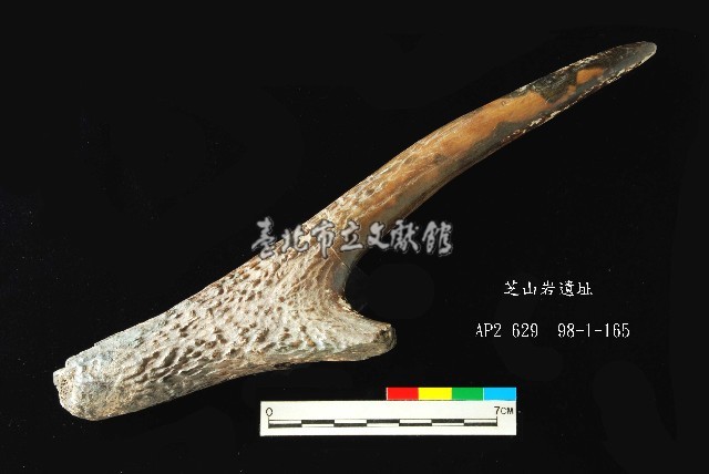 芝山岩文化鹿角藏品圖，第5張