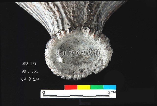 芝山岩文化鹿角藏品圖，第5張