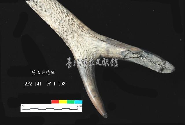 芝山岩文化鹿角藏品圖，第7張