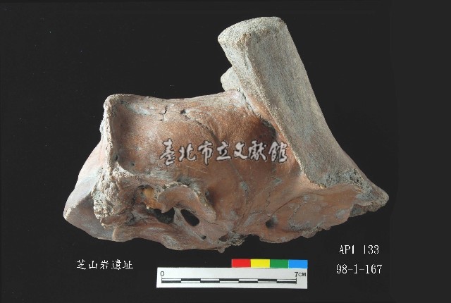 芝山岩文化鹿頭藏品圖，第7張