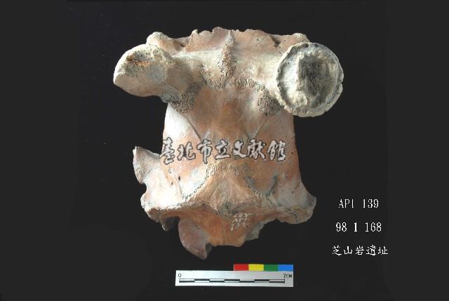 芝山岩文化鹿頭藏品圖，第8張