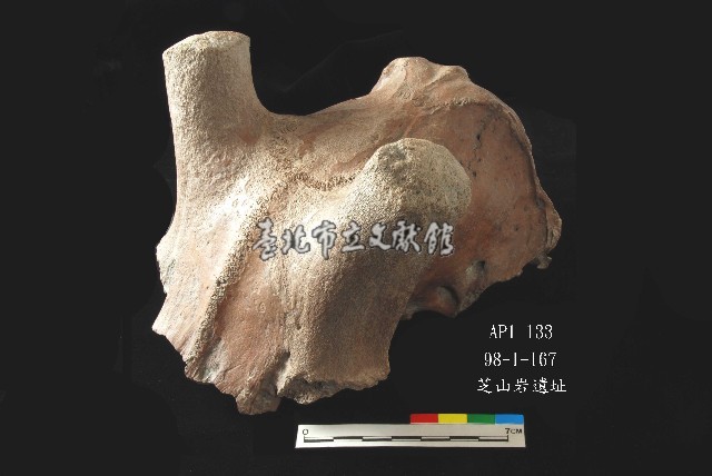 芝山岩文化鹿頭藏品圖，第8張