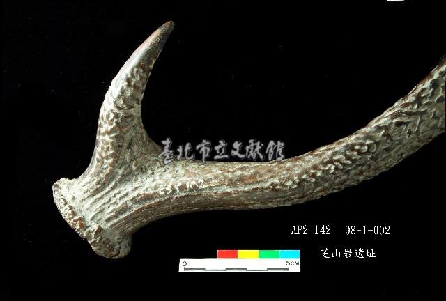 芝山岩文化鹿角藏品圖，第1張