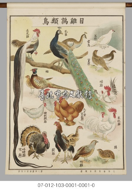 動物分類掛圖藏品圖，第10張