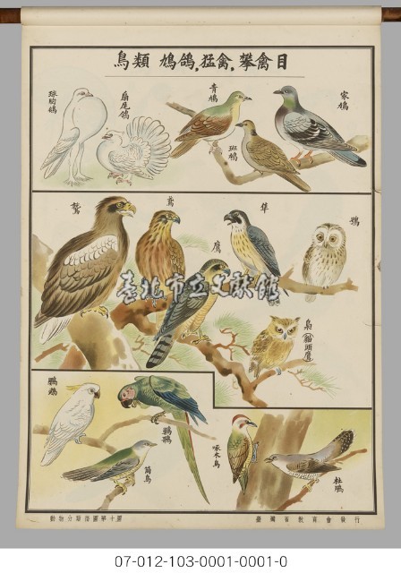 動物分類掛圖藏品圖，第12張