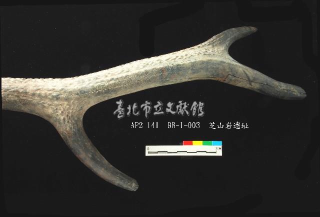 芝山岩文化鹿角藏品圖，第2張