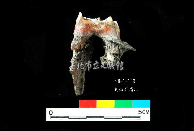 芝山岩文化鹿牙藏品圖，第2張