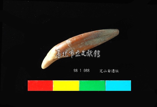 芝山岩文化貓或狗牙藏品圖，第2張